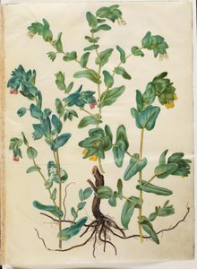 Cerinthe major (stor voksurt) de Hans Simon Holtzbecker