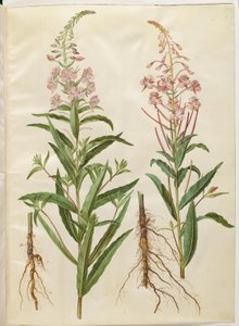 Chamerion angustifolium (smalbladet gederams) de Hans Simon Holtzbecker