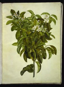 Citrus limon (limão comum) de Hans Simon Holtzbecker