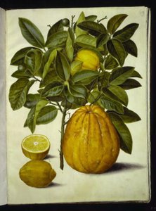Citrus limon (limão comum); Citrus maxima (toranja) de Hans Simon Holtzbecker