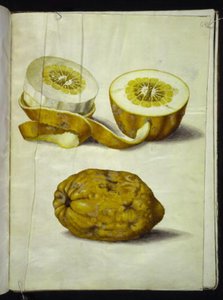 Citrus medica (cedrat) de Hans Simon Holtzbecker