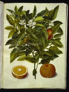 Citrus sinensis (laranja) de Hans Simon Holtzbecker