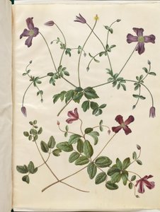 Clematis viticella (skovranke italiano) de Hans Simon Holtzbecker