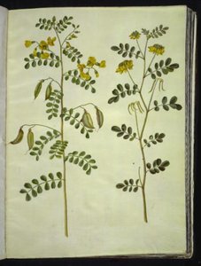 Colutea arborescens (bexiga comum); Hippocrepis emerus (ferradura) de Hans Simon Holtzbecker