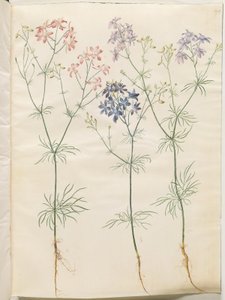 Consolida Regalis (Korn-Riedersfoor) de Hans Simon Holtzbecker