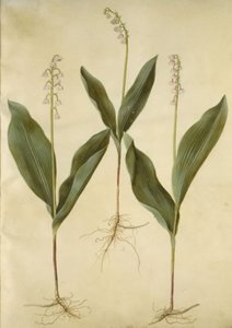 Convallaria majalis (lírio lírio); Convallaria majalis (variedade de lírio do vale) de Hans Simon Holtzbecker