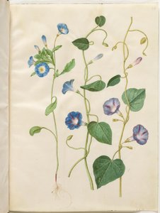 Convolvulus tricolor (saia de solteira); Ipomoea purpurea (magnólia roxa) de Hans Simon Holtzbecker