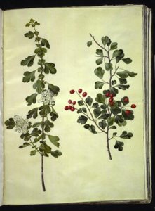 Crataegus laevigata (espinheiro comum) de Hans Simon Holtzbecker