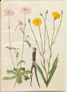 Crepis rubra (bico-de-pente vermelho); Scorzonera hispanica (escorzones de jardim) de Hans Simon Holtzbecker