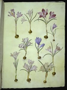 Açafrão vernus (açafrão primavera) de Hans Simon Holtzbecker
