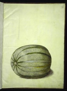 Cucumis melo (melão) de Hans Simon Holtzbecker