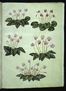 Cyclamen purpurascens (verdadeira violeta alpina); Cyclamen hederifolium (violeta alpina de folha de hera) de Hans Simon Holtzbecker