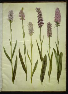 Dactylorhiza maculata (erva de cuco manchado) de Hans Simon Holtzbecker
