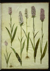 Dactylorhiza maculata (erva de cuco manchado)
