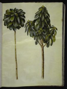 Daphne laureola (laurel-daphne) de Hans Simon Holtzbecker