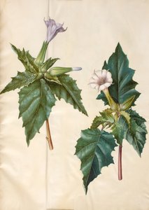 Datura stramonium (maçã avenca comum) de Hans Simon Holtzbecker