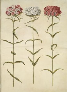Dianthus barbatus (cravo estudante) de Hans Simon Holtzbecker