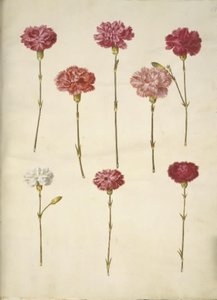 Dianthus caryophyllus (cravo de jardim) de Hans Simon Holtzbecker