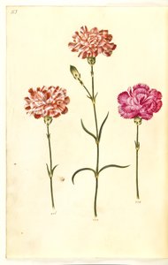 Dianthus caryophyllus (cravo de jardim) de Hans Simon Holtzbecker