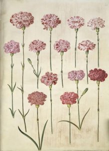 Dianthus caryophyllus (cravo de jardim) de Hans Simon Holtzbecker