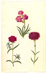 Dianthus caryophyllus (cravo de jardim) de Hans Simon Holtzbecker