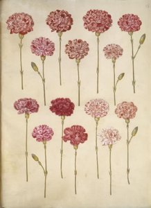 Dianthus caryophyllus (cravo de jardim) de Hans Simon Holtzbecker