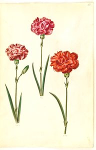 Dianthus caryophyllus (cravo de jardim) de Hans Simon Holtzbecker