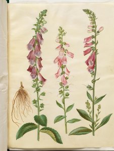 Digitalis purpurea (dedaleira comum)