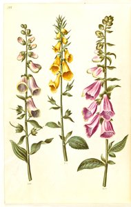 Digitalis purpurea (digitalis comum); Digitalis grandiflora (dedaleira de flores grandes) de Hans Simon Holtzbecker