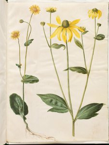 Doronicum pardalianches (hjertebladet gemserod); Rudbeckia laciniata (fliget solhat) de Hans Simon Holtzbecker