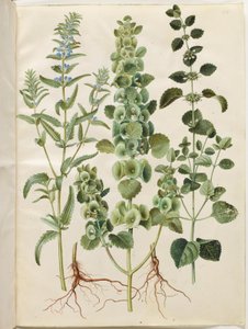 Dracocephalum moldavica (cabeça de dragão da Moldávia); Moluccella spinosa (torre copo funil); Melissa officinalis (erva-cidreira) de Hans Simon Holtzbecker