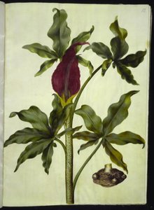 Dracunculus vulgaris (raiz de dragão comum) de Hans Simon Holtzbecker