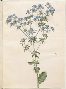 Eryngium plano (ter-mandstro) de Hans Simon Holtzbecker