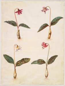 Erythronium dens-canis (dente de cachorro verdadeiro) de Hans Simon Holtzbecker