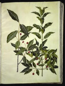 Euonymus latifolius (osso de folhas largas); Euonymus europaeus (bonewood comum) de Hans Simon Holtzbecker