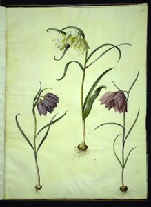 Fritillaria meleagris (ovo de víbora comum) de Hans Simon Holtzbecker