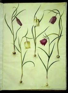 Fritillaria meleagris (ovo de víbora comum) de Hans Simon Holtzbecker