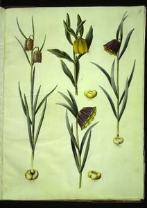 Fritillaria meleagris (ovo de víbora comum); Fritillaria aurea ou Fritillaria tubiformis & moggridgei (ovos de vibração); Fritillaria montana de Hans Simon Holtzbecker