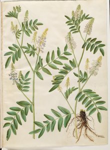 Galega officinalis (pod do médico) de Hans Simon Holtzbecker
