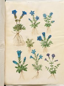 Gentiana acaulis (genciana sem haste); Gentiana verna (genciana da primavera); Gentiana acaulis (genciana sem haste); Genciana (espécie de genciana) de Hans Simon Holtzbecker