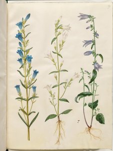Gentiana pneumonanthe (genciana de sino); Campanula patula (sino do prado); Campanula rapunculoides (sino unilateral) de Hans Simon Holtzbecker
