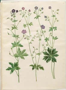 Geranium phaeum (bico de cegonha com coroa de ondas); Geranium sylvaticum (bico de cegonha de madeira) de Hans Simon Holtzbecker