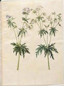 Geranium pratense (conta de cegonha do prado) de Hans Simon Holtzbecker