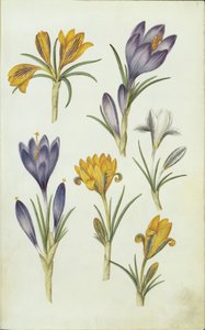 Alemão: Krokusse de Hans Simon Holtzbecker