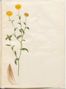 A colheita de Glebion (gul okseøje) de Hans Simon Holtzbecker