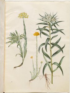 Helichrysum orientale (arbusto perene); Helichrysum Stoechas (fedorenta flor eterna); Anaphalis margaritacea (cesto de pérolas comum) de Hans Simon Holtzbecker