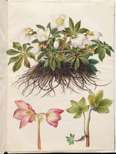 Helleborus niger (rosa de Natal comum)