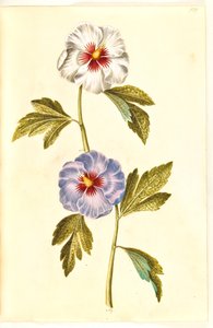 Hibiscus syriacus (rosa síria) de Hans Simon Holtzbecker