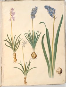 Hyacinthoides non-scripta (campânula comum); Hyacinthoides hispanica (campânula espanhola) de Hans Simon Holtzbecker
