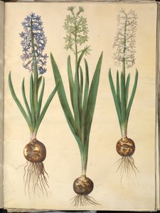 Jacinto Oriental (Jacinto Almindelig) de Hans Simon Holtzbecker